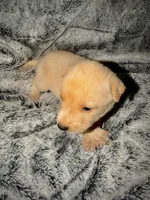 Blaze, a male German Shepherd Dog and Alaskan Husky for sale in Newport, TN – 2 of 3