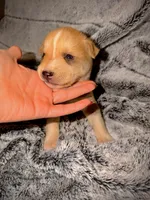 Jasper, a male German Shepherd Dog and Alaskan Husky for sale in Newport, TN – 2 of 3
