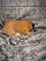 Jasper, a male German Shepherd Dog and Alaskan Husky for sale in Newport, TN – 3 of 3