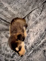 Cinder, a male German Shepherd Dog and Alaskan Husky for sale in Newport, TN – 3 of 3