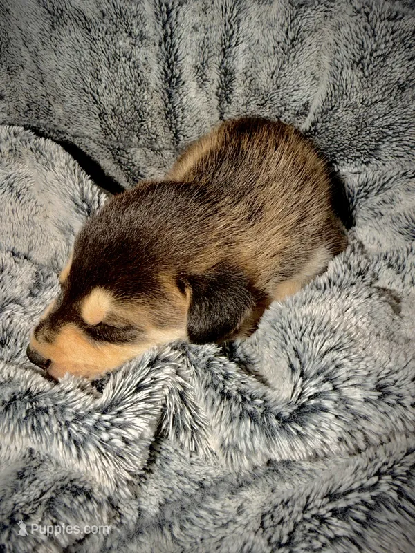 Cinder – German Shepherd Dog, Alaskan Husky puppy on hold in Newport, TN