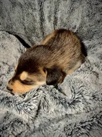 Cinder, a male German Shepherd Dog and Alaskan Husky for sale in Newport, TN – 1 of 3