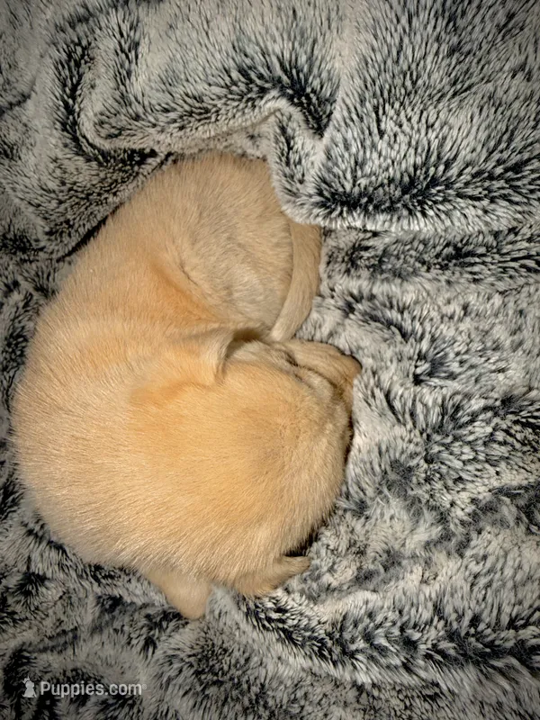 Koda – German Shepherd Dog, Alaskan Husky puppy for sale in Newport, TN