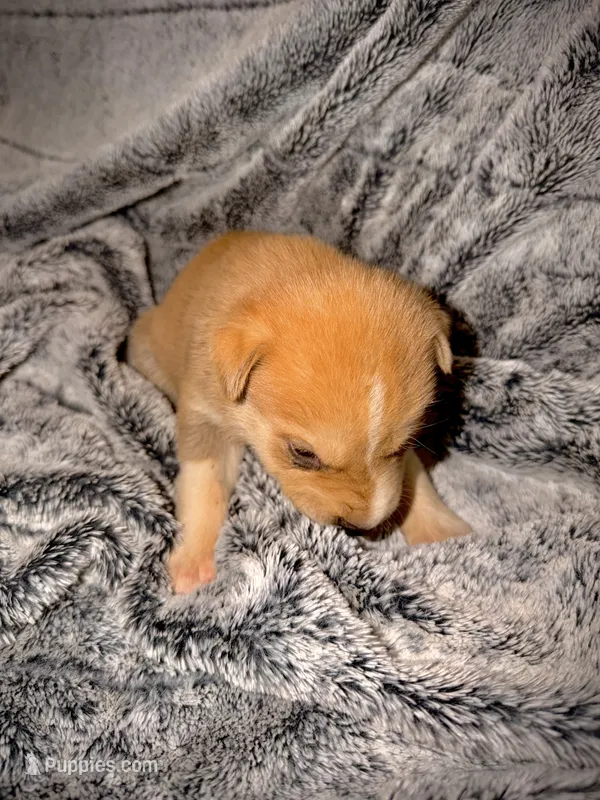 Jasper – German Shepherd Dog, Alaskan Husky puppy on hold in Newport, TN