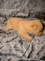 Blaze, a male German Shepherd Dog and Alaskan Husky for sale in Newport, TN – 3 of 3