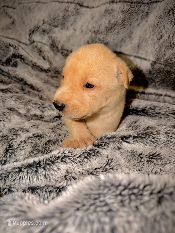 Blaze – German Shepherd Dog, Alaskan Husky puppy for sale in Newport, TN