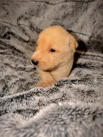 Blaze, a male German Shepherd Dog and Alaskan Husky for sale in Newport, TN – 1 of 3