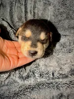 Cinder, a male German Shepherd Dog and Alaskan Husky for sale in Newport, TN – 2 of 3