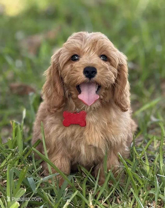 Bailey – Maltipoo puppy for sale in Itasca, TX