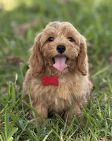 Bailey, a female Maltipoo for sale in Itasca, TX – 1 of 9