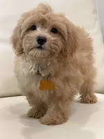 Daisy , a female Maltipoo for sale in Itasca, TX – 2 of 5