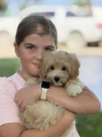 Theo, a male Maltipoo for sale in Itasca, TX – 3 of 8