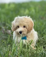 Theo, a male Maltipoo for sale in Itasca, TX – 2 of 8