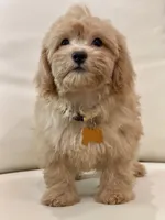 Daisy , a female Maltipoo for sale in Itasca, TX – 5 of 5
