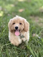 Chloe, a female Maltipoo for sale in Itasca, TX – 4 of 9