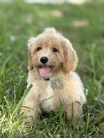 Chloe, a female Maltipoo for sale in Itasca, TX – 2 of 9