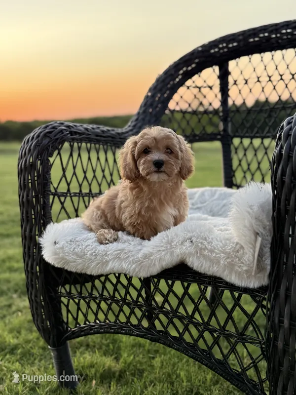 Sadie – Maltipoo puppy for sale in Itasca, TX