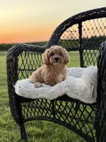 Sadie, a female Maltipoo for sale in Itasca, TX – 1 of 6