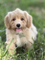 Chloe, a female Maltipoo for sale in Itasca, TX – 3 of 9