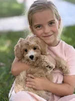 Bella, a female Maltipoo for sale in Itasca, TX – 3 of 7