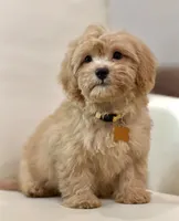 Daisy , a female Maltipoo for sale in Itasca, TX – 4 of 5