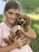 Bailey, a female Maltipoo for sale in Itasca, TX – 3 of 9