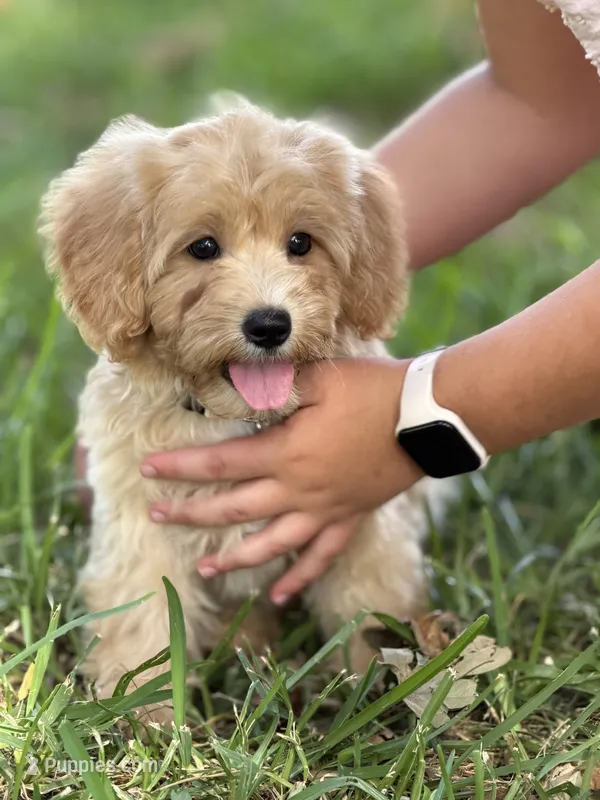 Chloe – Maltipoo puppy for sale in Itasca, TX