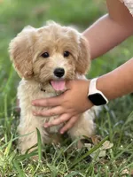 Chloe, a female Maltipoo for sale in Itasca, TX – 1 of 9