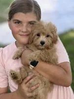 Daisy, a female Maltipoo for sale in Itasca, TX – 2 of 8