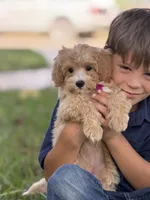 Bella, a female Maltipoo for sale in Itasca, TX – 2 of 7