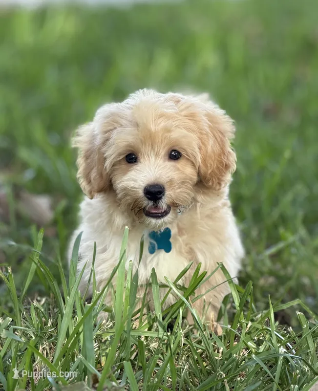 Theo – Maltipoo puppy for sale in Itasca, TX