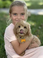 Daisy, a female Maltipoo for sale in Itasca, TX – 4 of 8