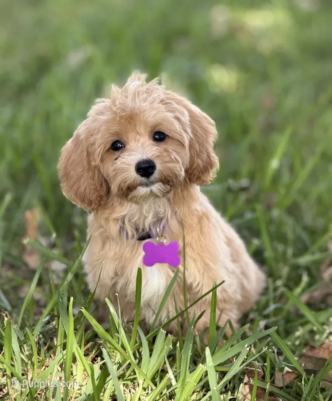 Sadie – Maltipoo puppy for sale in Itasca, TX