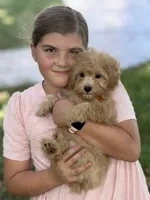 Daisy , a female Maltipoo for sale in Itasca, TX – 3 of 5