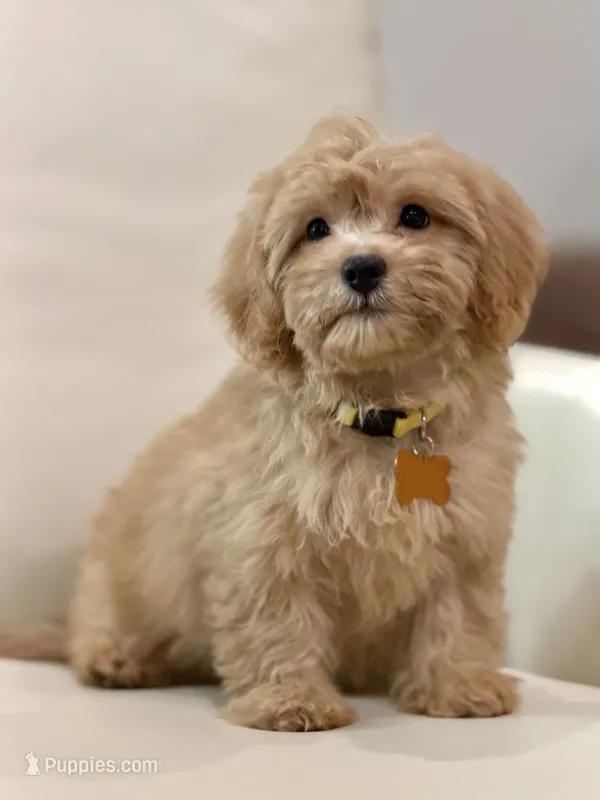 Daisy  – Maltipoo puppy for sale in Itasca, TX