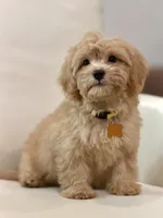Daisy , a female Maltipoo for sale in Itasca, TX – 1 of 5