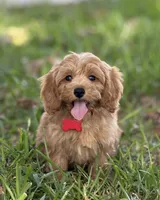 Bailey, a female Maltipoo for sale in Itasca, TX – 5 of 9