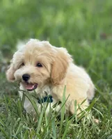 Theo, a male Maltipoo for sale in Itasca, TX – 4 of 8