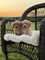 Sadie, a female Maltipoo for sale in Itasca, TX – 2 of 6