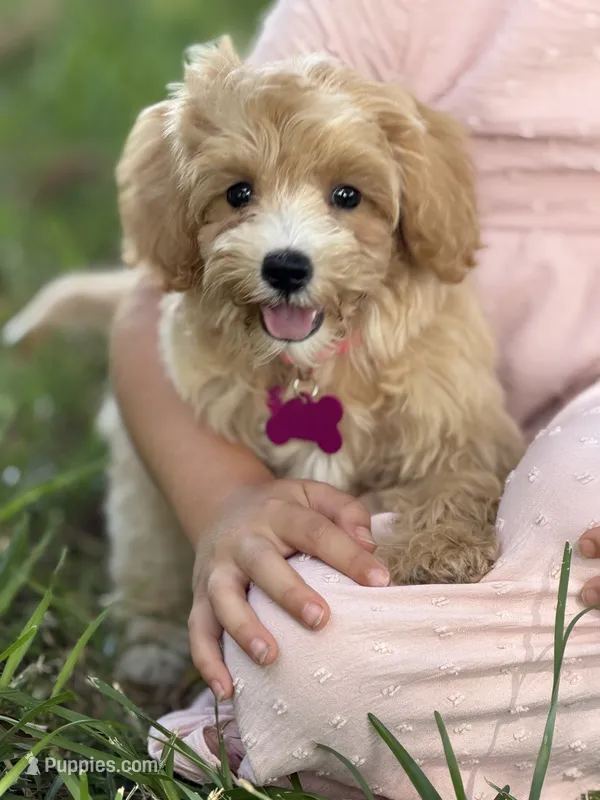Bella – Maltipoo puppy for sale in Itasca, TX