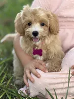 Bella, a female Maltipoo for sale in Itasca, TX – 1 of 7