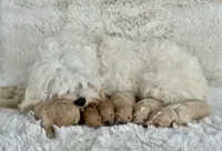 Daisy, a female Maltipoo for sale in Itasca, TX – 8 of 8