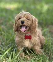Bailey, a female Maltipoo for sale in Itasca, TX – 4 of 9