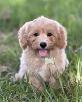 Chloe, a female Maltipoo for sale in Itasca, TX – 5 of 9