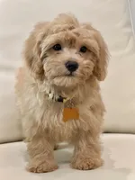 Daisy, a female Maltipoo for sale in Itasca, TX – 3 of 8