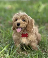 Bailey, a female Maltipoo for sale in Itasca, TX – 2 of 9