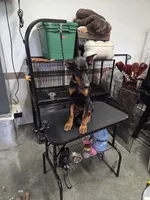 Alex, a female Doberman Pinscher for sale in Gate City, VA – 3 of 6