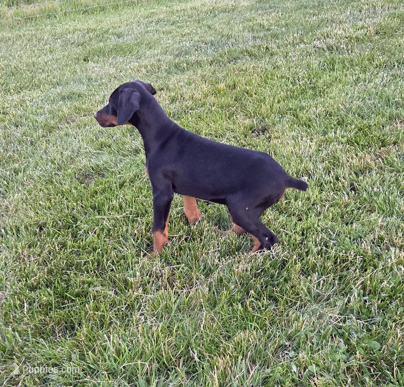 Alex – Doberman Pinscher puppy for sale in Gate City, VA