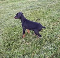 Alex, a female Doberman Pinscher for sale in Gate City, VA – 1 of 5