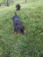 Penny, a female Doberman Pinscher for sale in Gate City, VA – Photo 2 of 7